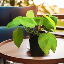 Neon Pothos